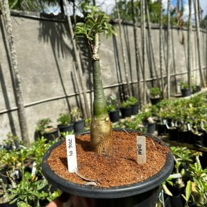 2706 04 Big Caudex Dubai ( Leilão )