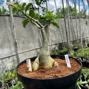 2706 01 Big Caudex Buque branca ( Leilão )