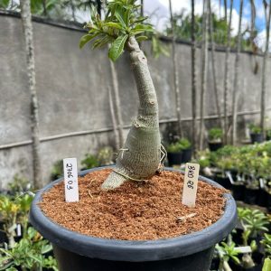 2706 03 Big Caudex Brd 26 ( Leilão )