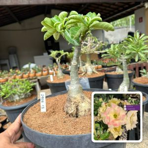 2906 13 Big Caudex Bridal Buquê ( Leilão )