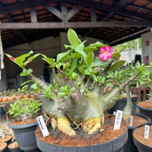 2906 01 Arabicum Dhofarense - Adulta