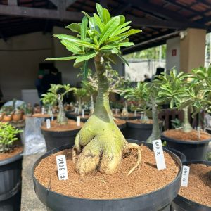 2906 12 Big Caudex Brd 26