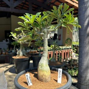 2906 01 Big Caudex A Thousand Years Cristata