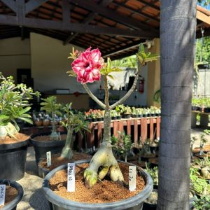 2906 16 Big Caudex Rj 20