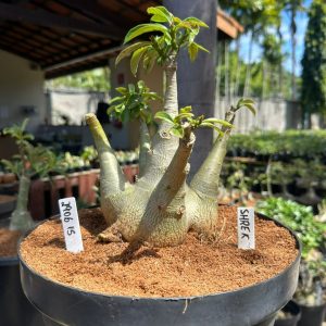2906 15 Baobá Caudex arabicum Shrek ( Leilão )