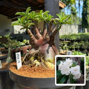 2906 14 Baobá Caudex red arabicum Pérola ( Leilão )