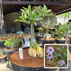 2906 11 Big Caudex Petunia ( Leilão )