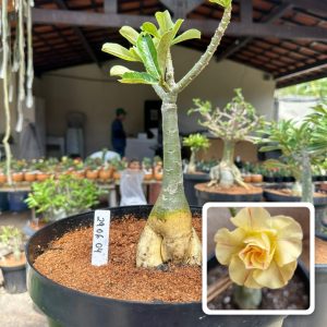 2906 04 Big Caudex Antonieta