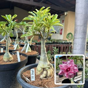 2906 26 Big Caudex Ultra Violet