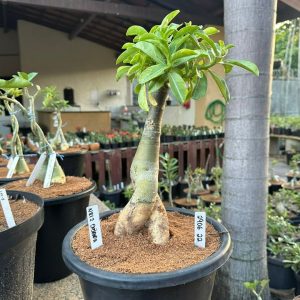 2906 22 Big Caudex Nr12 Dobrada