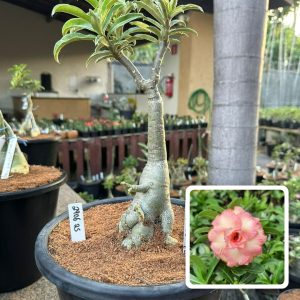 2906 25 Big Caudex Romantic Edge