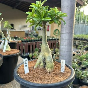 2906 24 Big Caudex Florent