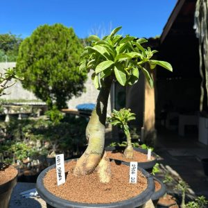 2906 12 Big Caudex Nr12 Dobrada