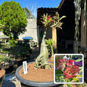 2906 21 Big Caudex Especialle