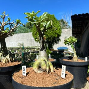 2906 18 Big Caudex Condessa