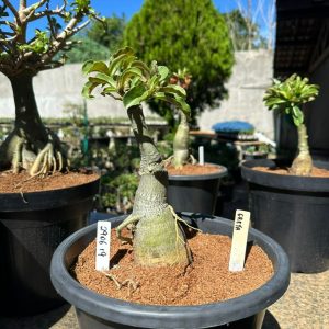 2906 19 Big Caudex Greta