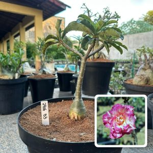 2906 33 Big Caudex Glamour