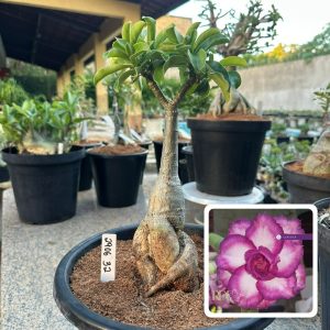 2906 32 Big Caudex mau