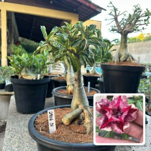 2906 29 Big Caudex Mimosa