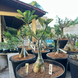 2906 28 Big Caudex Berinjela