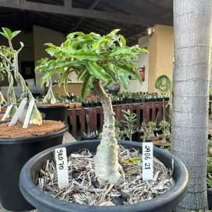 2906 28 Big Caudex Brd 70