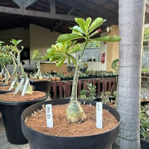 2906 27 Big Caudex Lm2