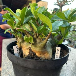 2906 02 Arabicum Dhofarense - Adulta