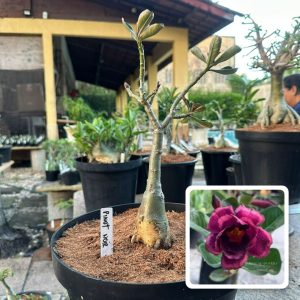 2906 35 Big Caudex Pinot Noir