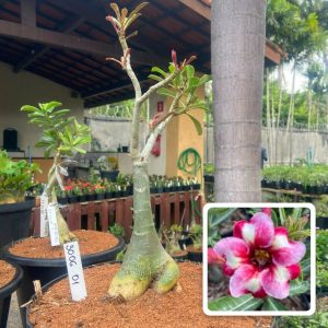 3006 01 Big Caudex Rei Davi 2