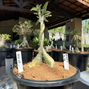 3006 09 ROSA DO DESERTO OLIVE + CN 46 (RAPUNZEL)