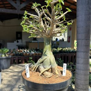 3006 02 Socotra Bua Sila DHA