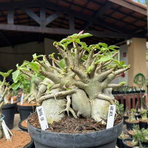 3006 01 Arabicum MK Mk - Adulta