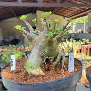 3006 06 Arabicum Maverick - Adulta