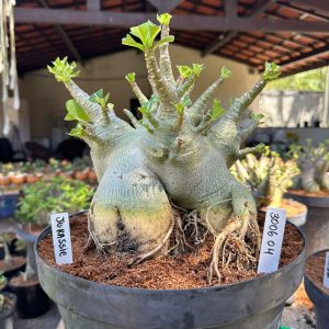 3006 04 Arabicum Jurassic - Adulta