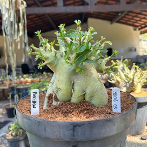 3006 05 Arabicum Poseidon avaria - Adulta