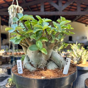 3006 07 Arabicum Urus - Adulta