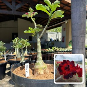 3006 04 Big Caudex Morango do Amor