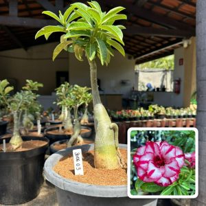 3006 03 Big Caudex Hanna