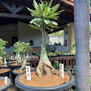 3006 02 Big Caudex Triple Wish 3