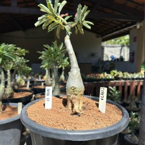 3006 01 Big Caudex Cereja