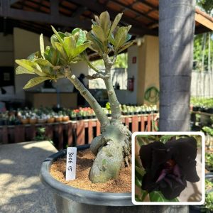 3006 15 Big Caudex Black
