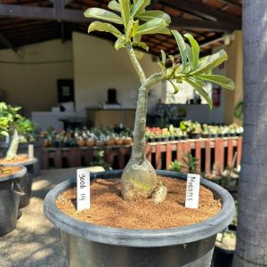 3006 14 Big Caudex Miracle