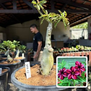 3006 12 Big Caudex Ziyi