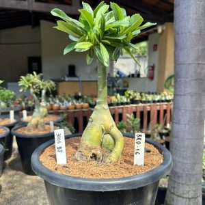 3006 08 Big Caudex Brd 16
