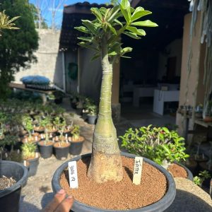 3006 19 Big Caudex jupiter