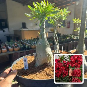 3006 17 Big Caudex Chokito