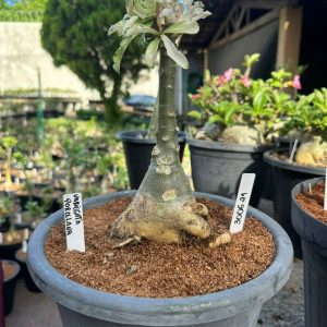3006 21 Big Caudex Variegata Porcelana