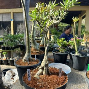 3006 22 Big Caudex Cristata