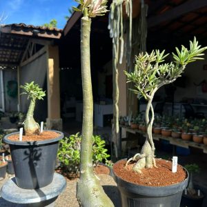 3006 13 Anaconda  Variegata Porcelana