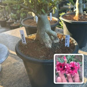 3006 36 Big Caudex Mil